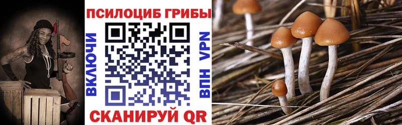 купить   Буйнакск  Псилоцибиновые грибы MAGIC MUSHROOMS 